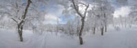 Trees in the Snow in Japan