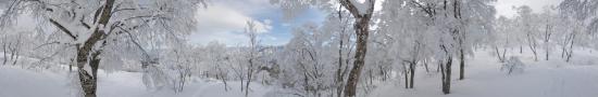 Arbres enneigés au japon