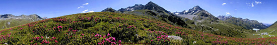 Rhododendrons à Kühtai