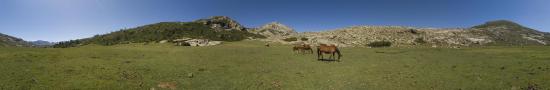 Freedom horses at the Nino Lake